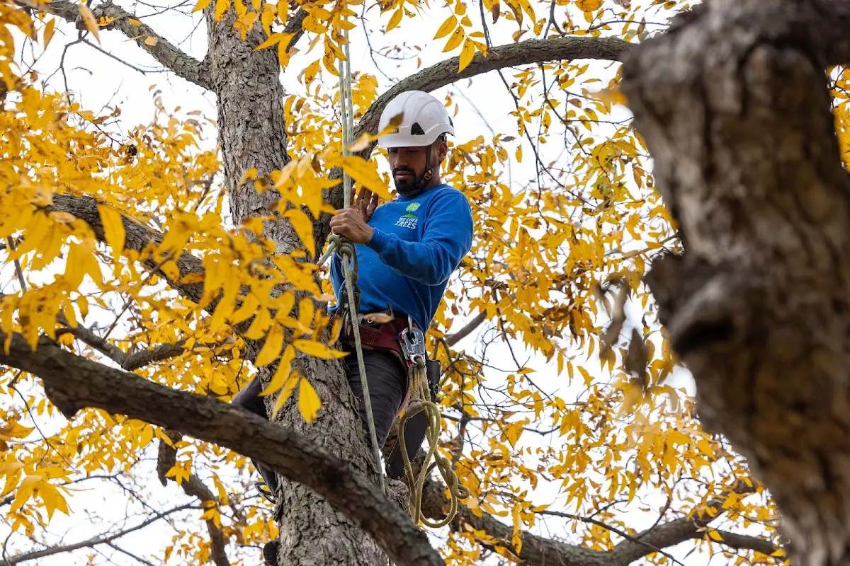 Skilled Tree Trimming crew working in Ventura